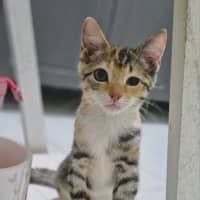 Photo of Moxie