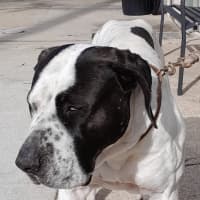 Photo of Xena