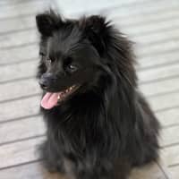 Photo of Flint 