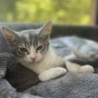 Photo of Pixie   In Foster Care In Cranbourne