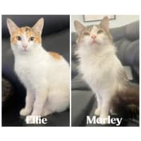 Photo of 12169/70   Marley & Ellie