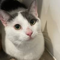 Photo of Chase**2nd Chance Cat Rescue**
