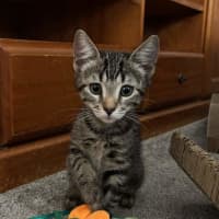 Photo of Cleo