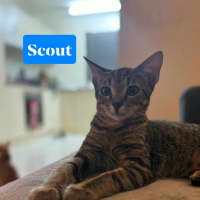 Photo of Scout