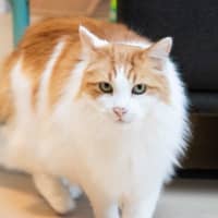 Photo of Gizmo Haliwell