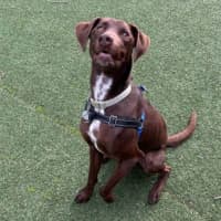 Photo of Chipper