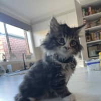 Photo of Rydor   Located In Pakenham