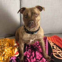 Photo of Milly