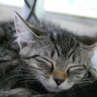 Photo of Alessandra