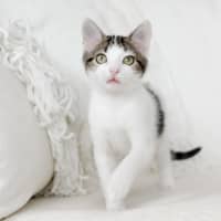 Photo of Goji