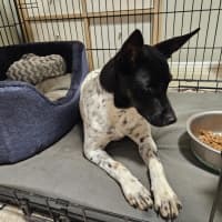 Photo of Shelby