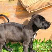 Photo of Mastiff