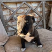 Photo of Sootie