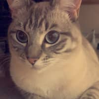 Photo of Luna Blue Eyes