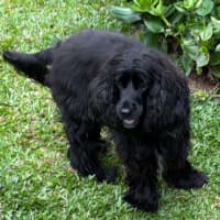 Photo of Ziva