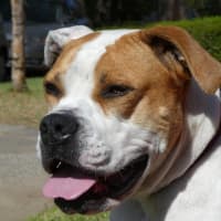 Photo of Yoko Newhaven