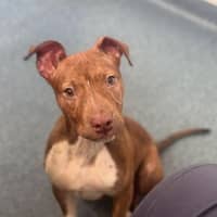 Photo of Sassy   4 Month Old American Staffy X