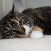 Photo of Cora