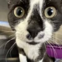 Photo of Salem & Saxon