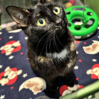 Photo of Bellatrix