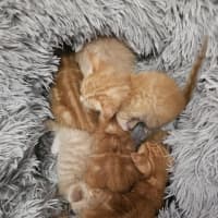 Photo of Gingerbread