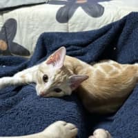Photo of Bubba