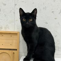 Photo of Jett