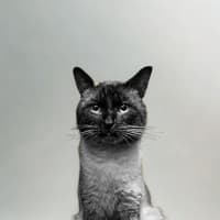 Photo of Ghost