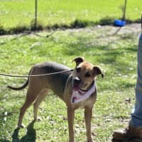 Photo of Mali *$250 Adoption Fee*