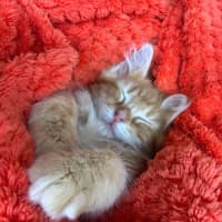 Photo of Eddie & Cherry 