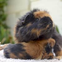 Photo of Miss Bumbles