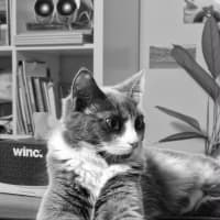 Photo of Twix