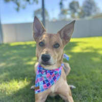 Photo of Frankie