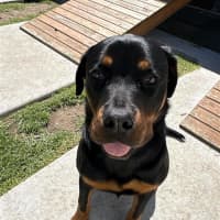 Photo of Susie 