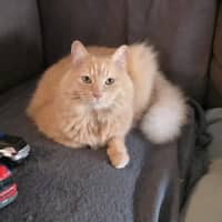 Photo of Chilli
