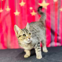 Photo of Giselle   Located In Preston 