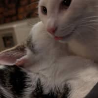 Photo of Pringles + Paella