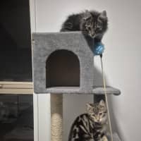 Photo of Lumi & Nova