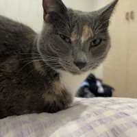 Photo of Pippa
