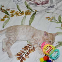 Photo of Pickle