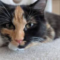 Photo of Chip & Dale