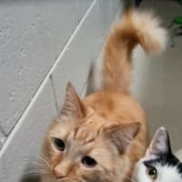 Photo of Nala (Bonded With Simba) 