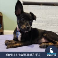 Photo of Lola   9 Week Old Kelpie X