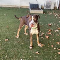 Photo of Sadie