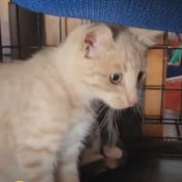 Photo of Apollo   Reduced Adoption Fee   $200