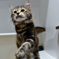 Photo of Tika Meowsala