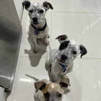 Photo of Coco   13 Week Old Cattle Dog X(trial)