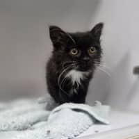 Photo of Whisky