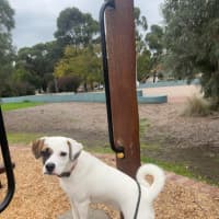 Photo of Sheba