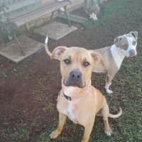 Photo of Kindle (Honey)